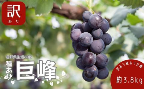 【2026年発送 先行予約】 訳あり 種あり巨峰 約3.8kg（9~13房） 果物 フルーツ デザート おやつ 食後 長野県産 直送 ぶどう 濃厚 芳醇