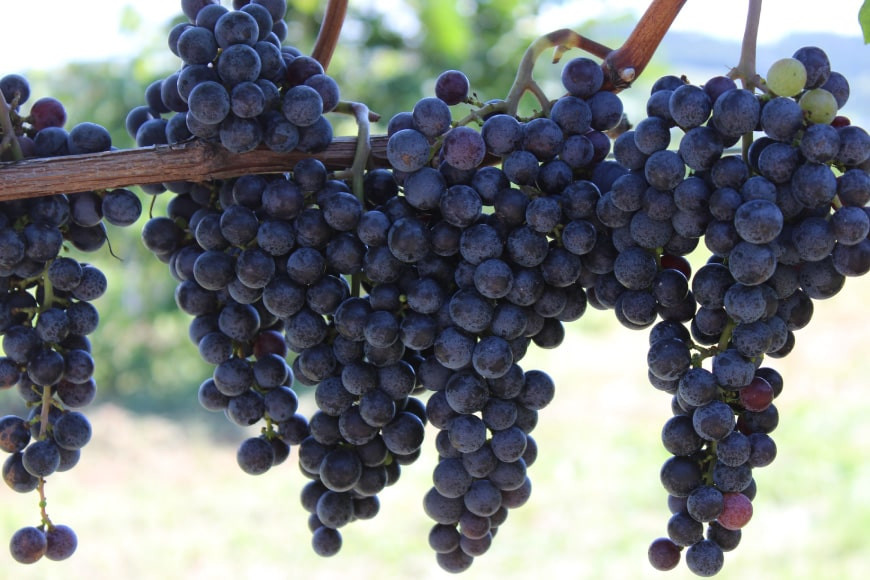 定期便 ワイン 赤 白 安曇野メルロー & 安曇野シャルドネ 各 750ml 12回 計 24本 [シャトー・メルシャン 勝沼ワイナリー 長野県 池田町 48110309] 飲み比べ 赤ワイン 白ワイン 赤白