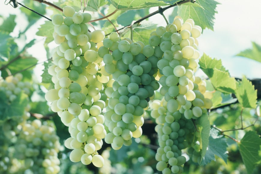 定期便 ワイン 赤 白 安曇野メルロー & 安曇野シャルドネ 各 750ml 12回 計 24本 [シャトー・メルシャン 勝沼ワイナリー 長野県 池田町 48110309] 飲み比べ 赤ワイン 白ワイン 赤白