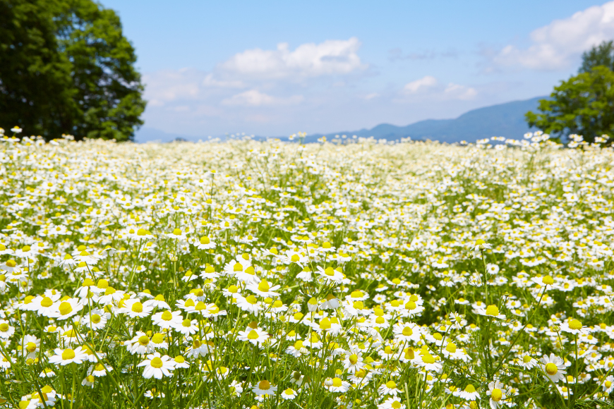 華密恋 ドリンク 1ケース 50ml×10本 計500ml [カミツレ研究所 長野県 池田町 48110787] カミツレン カミツレ ハーブ ハーブドリンク カモミール