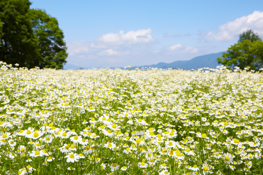 華密恋 ハンドクリーム 30g [カミツレ研究所 長野県 池田町 48110800] カミツレン カミツレ