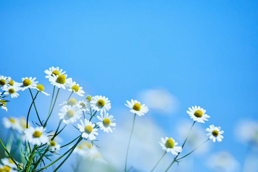 華密恋 スキンバーム25g [カミツレ研究所 長野県 池田町 48110797] カミツレン カミツレ スキンケア バーム 保湿 ブランド