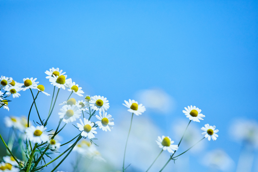 華密恋 ボディー ソープ 350mL ( 詰替え用 ) [カミツレ研究所 長野県 池田町 48110802] カミツレン カミツレ 詰め替え