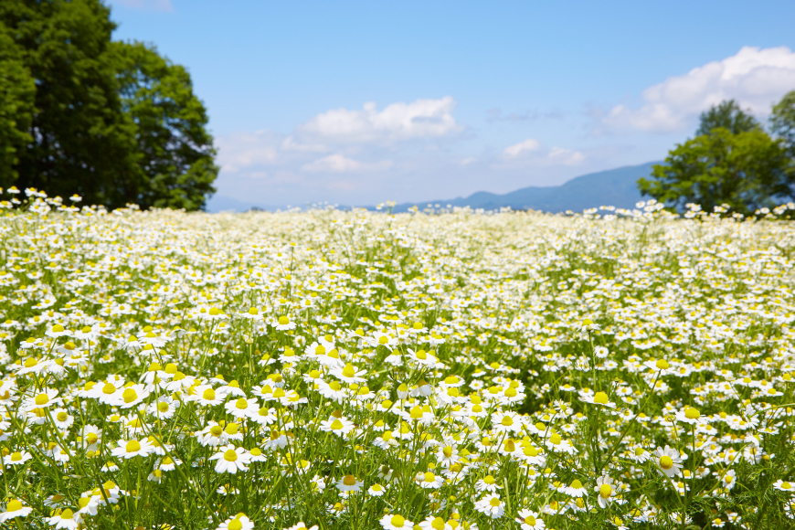 華密恋 薬用入浴剤 1500mL ( 特大 詰替え用 ） [カミツレ研究所 長野県 池田町 48110805] カミツレン カミツレ 入浴剤