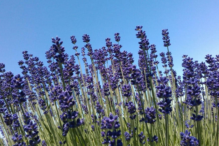 おやすみハーブティー4種（ティーバッグタイプ／40杯分） [ナチュラルマルシェソヨソヨ 長野県 池田町 48110742]アソート 飲み比べ セット 睡眠 リラックス ハーブティ