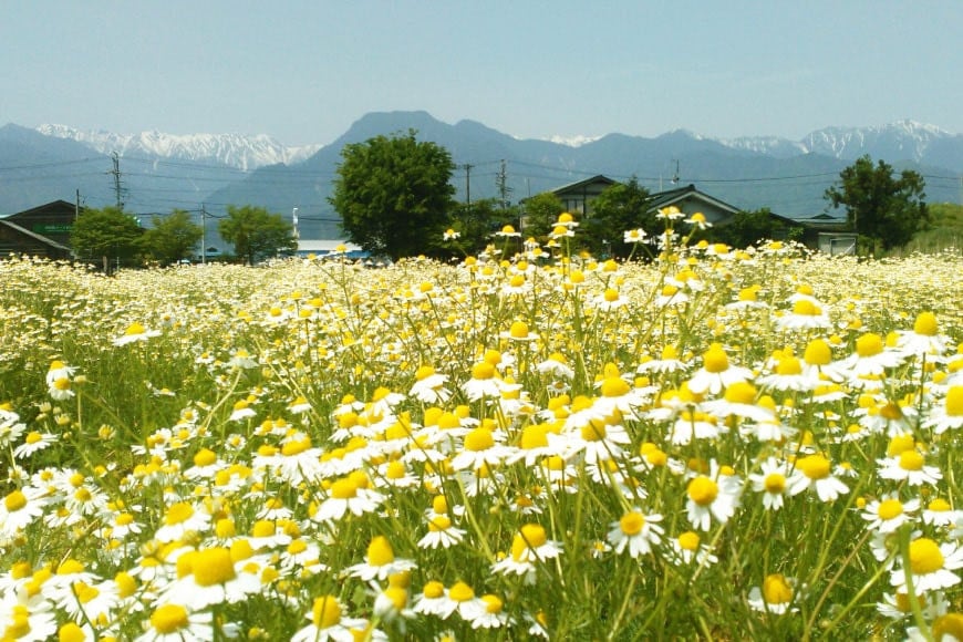 秋冬おすすめ ハーブティー ティーバッグ 40杯分 × 4種 セット 詰め合わせ [ナチュラルマルシェソヨソヨ 長野県 池田町 48110744] 紅茶 お茶 ハーブ 飲み比べ 美味しい