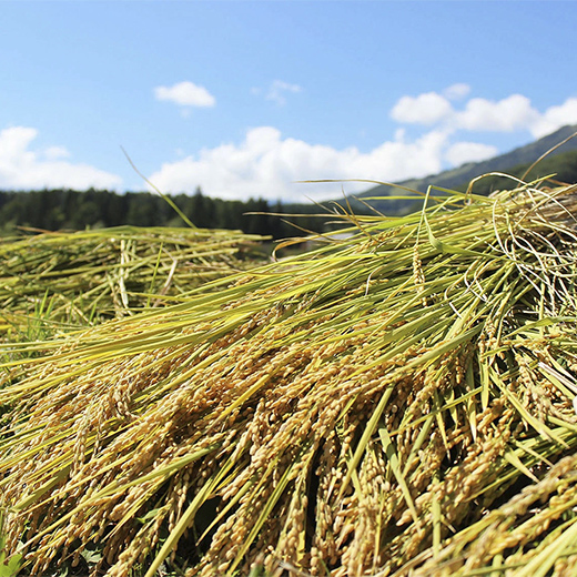 【令和7年度産】長野県小谷村百姓七人衆のあきたこまち　１０kg