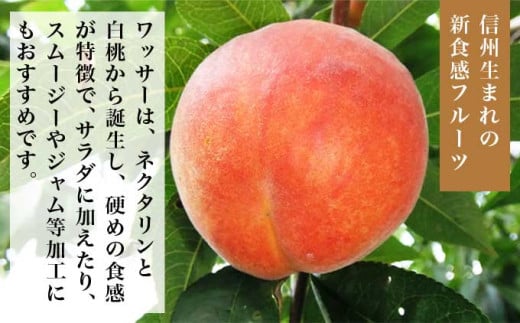 ワッサー 約3kg 6～14玉 ［小布施屋］ フルーツ 果物 長野県産 信州産 クール便 冷蔵便 数量限定 産地直送 令和8年産 【2026年8月上旬～8月下旬発送】 約3kg（6～14玉） / 14,000円