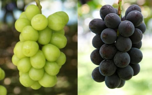 シャインマスカットと旬のぶどう 詰め合わせ 各1房 約900g［小布施屋］ 食べ比べ 果物 詰合せ セット フルーツ ぶどう 詰合せ 数量限定 長野県産 信州産 2種 くだもの フルーツセット おまかせ ブドウ  2026 先行予約 令和8年産 【2026年9月中旬～10月下旬発送】 ［A-229］