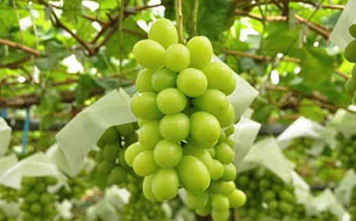 爽やかな香りと緑の果皮が魅力のシャインマスカット。