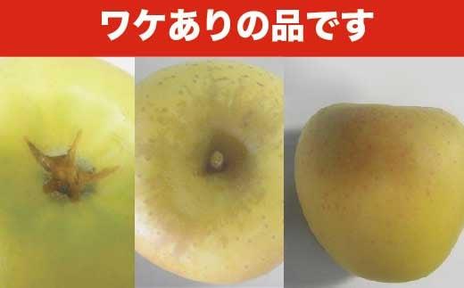 【訳あり】 シナノゴールド 約3kg 6～12玉 ［おぶせファーマーズ］ 不揃い 規格外 家庭用  果物 フルーツ りんご 林檎 リンゴ 長野県産 信州産 令和7年産 【2025年10月中旬～2026年1月上旬発送】 ［FH-53］