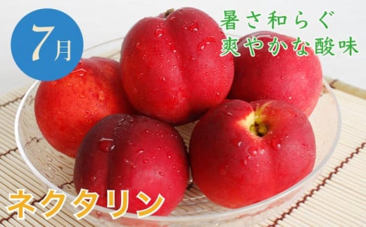【6回定期便】小布施屋のフルーツ定期便　6ヵ月コース ［小布施屋］ 定期便 頒布会 フルーツ 果物 令和8年産 【2026年7月～12月発送】 ［J-3］