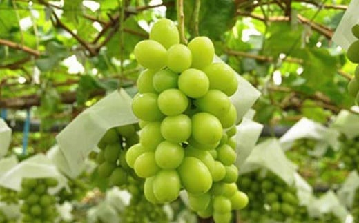 爽やかな香りと緑の果皮が魅力のシャインマスカット。