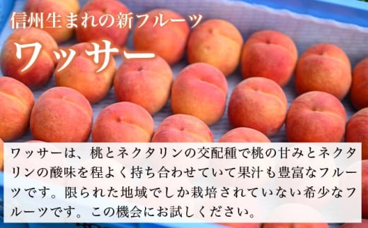 ワッサー 約3kg 7～12玉 ［おぶせファーマーズ］果物 フルーツ クール便 冷蔵便 長野県産 信州産 令和8年産【2026年8月上旬～下旬発送】