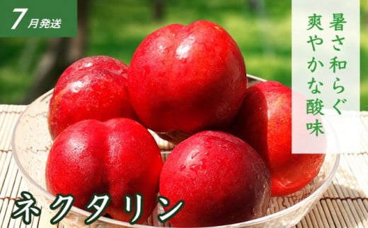 ［3回定期便］ 夏の味覚3回コース ［小布施屋］ 先行予約 フルーツ 果物 くだもの 野菜 やさい 数量限定 ネクタリン 桃 シャインマスカット ぶどう クール便 冷蔵 お楽しみ 3回お届け 長野県産 信州産 令和8年産 【2026年7月～10月発送】