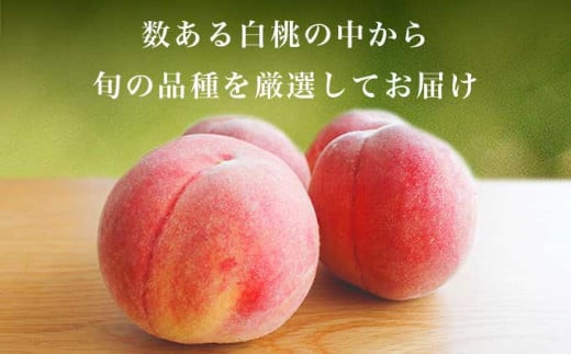 旬の白桃 約900g 2～4玉 ［小布施屋］ 長野県産 白桃 もも モモ フルーツ 果物 長野県産 信州産 クール便 冷蔵便 たまき なつき あかつき 川中島白鳳 川中島白桃など 令和8年産 【2026年7月上旬～9月中旬発送】 約900g（2～4玉） / 6,000円