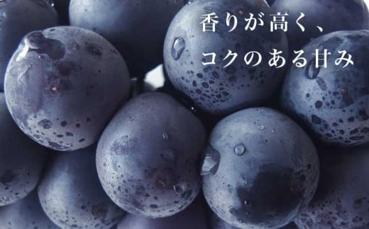 香り高く甘く濃厚、「ぶどうの王様」巨峰をぜひ。