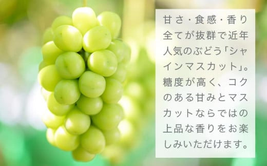シャインマスカット 約2kg 3～4房 ［おぶせファーマーズ］ 果物 フルーツ ぶどう 葡萄 数量限定 先行予約 長野 信州 令和8年産 【2026年9月上旬～11月上旬発送】 約2kg（3～4房） / 20,000円