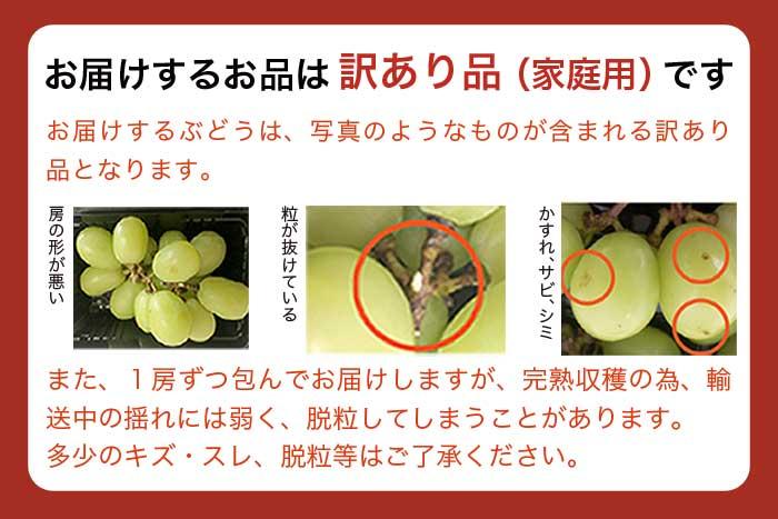 【訳あり】シャインマスカット 約1.6kg ［小布施屋］数量限定 期間限定 家庭用 規格外 不揃い 傷 果物 フルーツ ぶどう 葡萄 ブドウ クール便 冷蔵便 生産者応援・支援品 長野県産 信州産 令和8年産 【2026年9月中旬～11月下旬発送】 ［A-217］
