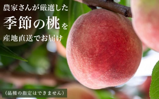 季節の桃 約5kg 13～18玉［ おぶせファーマーズ ］桃 もも モモ ピーチ フルーツ 果物 たまき なつき あかつき 川中島白鳳 なつっこ 川中島白桃 黄金桃 だて白桃 先行予約 長野県産 信州産 クール便 冷蔵便 お取り寄せ 産地直送 数量限定 産地 直送 令和8年産【2026年7月中旬～9月中旬発送】  約5kg (13～18玉) / 18,000円