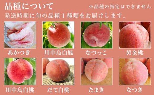 季節の桃 約2kg 5～9玉［ おぶせファーマーズ ］桃 もも モモ ピーチ フルーツ 果物 たまき なつき あかつき 川中島白鳳 なつっこ 川中島白桃 黄金桃 だて白桃 先行予約 長野県産 信州産 クール便 冷蔵便 お取り寄せ 産地直送 数量限定 産地 直送 令和8年産【2026年7月中旬～9月中旬発送】 約2kg (5～9玉) / 10,000円
