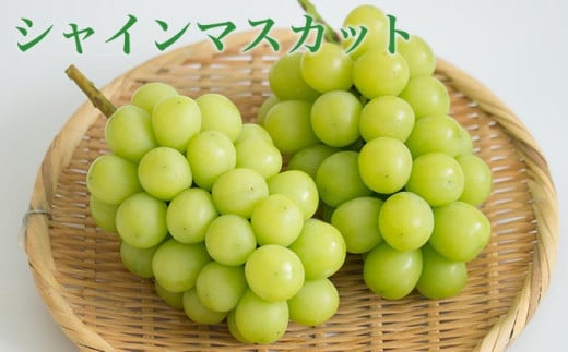 爽やかな香り広がる緑果皮のシャインマスカット。