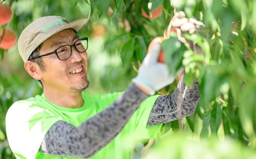 あかつき 約3kg 7～12玉 ［おぶせファーマーズ］桃 もも モモ フルーツ 果物 クール便 冷蔵便 長野県産 信州産  令和8年産【2026年7月下旬～8月上旬発送】