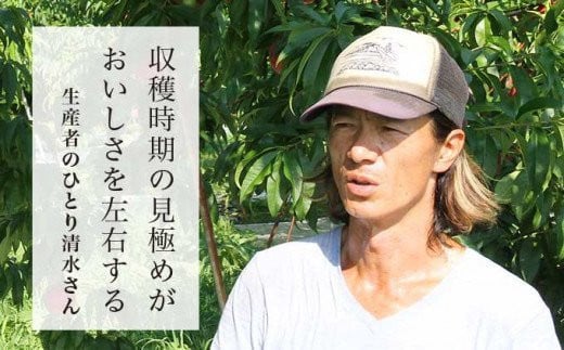 桃の味を左右する収穫は、清水さんが一つひとつ自ら見極めて行います。