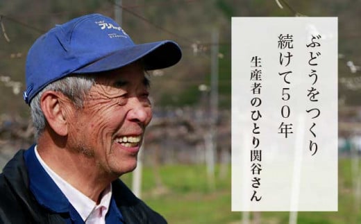 50年以上ぶどうを作り続けている関谷さん。ぶどう栽培の名人です。