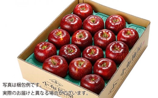 秋映 約5kg 10～18玉 ［小布施屋］  りんご 林檎 リンゴ 果物 フルーツ 令和8年産【2026年10月発送】