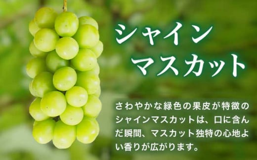 シャインマスカット1房とりんご2玉 約1.3kg　詰め合わせ ［小布施屋］果物 詰合せ セット フルーツ ぶどう 林檎 シャインマスカット 数量限定 期間限定 先行予約 冷蔵便 クール便 長野県産 信州産 送料無料 令和8年産 【2026年9月下旬頃～11月上旬頃まで順次発送】 ［A-307］