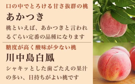 旬の白桃 約3kg 6～13玉 ［小布施屋］ 白桃 桃 もも モモ フルーツ 果物 クール便 冷蔵便 長野県産 信州産 期間限定 数量限定  たまき なつき あかつき 川中島白鳳 川中島白桃など 先行予約 2026 令和8年産 【2026年7月上旬～9月中旬発送】 約3kg（6～13玉） / 14,000円