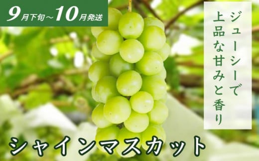 ［3回定期便］ 信州フルーツ3回コース ［小布施屋］ 定期便 先行予約 フルーツ 数量限定 白桃 シャインマスカット ぶどう りんご お楽しみ 3回お届け 長野県産 信州産 令和8年産 【2026年7月～12月発送】