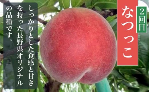 【3回定期便】小布施屋の 桃食べ比べ定期便 約1.8kg×3回 ［小布施屋］ 桃 もも モモ フルーツ 果物 冷蔵便 クール便 長野県産 令和8年産【2026年7月末～9月上旬発送】