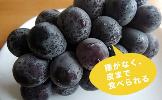 巨峰のように黒く大粒で、皮ごと食べられる希少なナガノパープル。