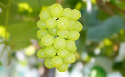 爽やかな香りと緑の果皮が魅力のシャインマスカット。