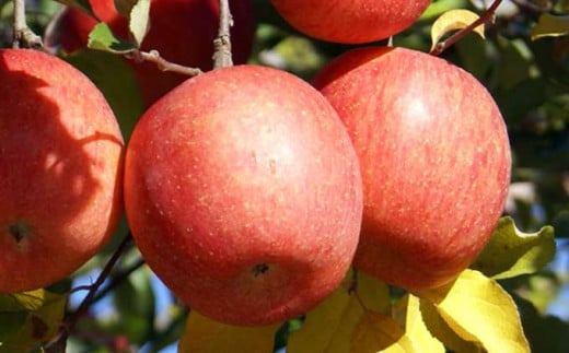 甘味と酸味のバランスが良く、歯ごたえも楽しめる人気のりんご。