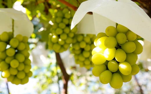 シャインマスカットと旬のぶどう 詰め合わせ 各1房 約900g［小布施屋］ 食べ比べ 果物 詰合せ セット フルーツ ぶどう 詰合せ 数量限定 長野県産 信州産 2種 くだもの フルーツセット おまかせ ブドウ  2026 先行予約 令和8年産 【2026年9月中旬～10月下旬発送】 ［A-229］