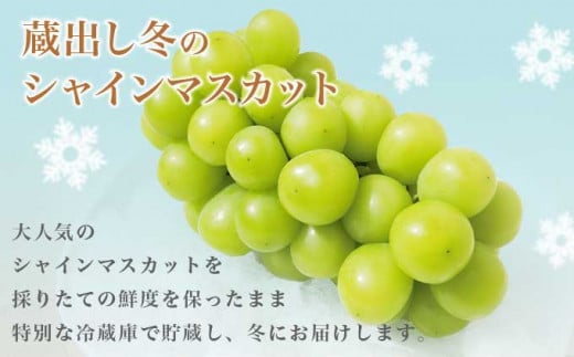 蔵出し冬のシャインマスカット1房とふじりんご2玉のセット 約1.3kg ［小布施屋］フルーツ 果物 詰め合わせ 詰合せ 数量限定 シャインマスカット サンふじ 単身用 一人暮らし 2人暮らし 長野県産 信州産 令和7年産 【2025年12月中旬頃～2026年2月発送】［A-305］