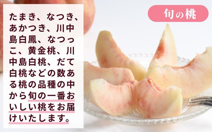 [2回定期便] 旬のネクタリン＆旬の桃 約2.6～3kg 食べ比べ 年2回定期便 ［おぶせファーマーズ］ネクタリン 白桃 旬の桃　ルーツ 果物 冷蔵便 クール便 長野県産 信州産 小布施 令和8年産【2026年7月中旬～8月下旬発送】