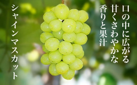 爽やかな香りと緑の果皮が魅力のシャインマスカット。