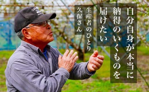 旬のさくらんぼ 佐藤錦、紅秀峰、紅佐藤、紅香、サミット 約1kg［小布施屋］サクランボ くだもの 果物 フルーツ チェリー バラ詰め 長野県産 信州産 数量限定 令和8年産【2026年6月中旬～7月中旬発送】