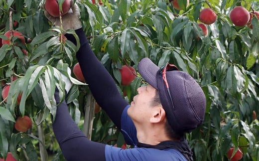 「食べた人の声を糧に成長したい」と語る島田さん。