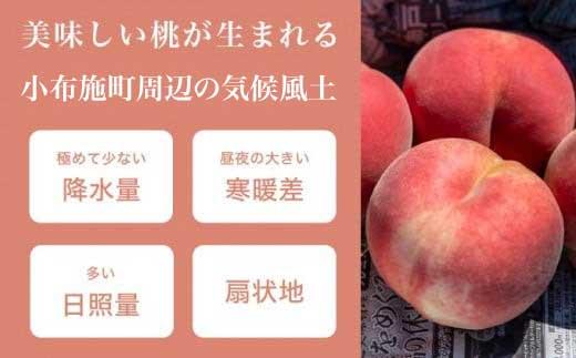 季節の桃 約3kg 7～12玉［ おぶせファーマーズ ］桃 もも モモ ピーチ フルーツ 果物 たまき なつき あかつき 川中島白鳳 なつっこ 川中島白桃 黄金桃 だて白桃 先行予約 長野県産 信州産 クール便 冷蔵便 お取り寄せ 産地直送 数量限定 産地 直送 令和8年産【2026年7月中旬～9月中旬発送】 約3kg (7～12玉) / 13,000円