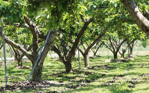 有機栽培で安全な土づくりを行い、子どもも安心して遊べる農園です。