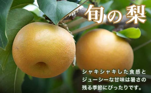 シャインマスカット1房と梨2玉 詰め合わせ ［小布施屋］果物 詰合せ セット フルーツ ぶどう なし シャインマスカット 先行予約 期間限定 冷蔵便 クール便 数量限定 長野県産 信州産 令和8年産 【2026年9月中旬頃～10月下旬頃まで順次発送】