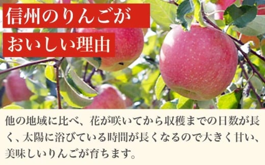 ［訳あり］ 旬のりんご 約3kg 6～12玉 ［小布施屋］ 傷 規格外 不揃い 訳アリ 家庭用 りんご 林檎 リンゴ 果物 フルーツ 長野県産 信州産 特産 産地直送 産直 数量限定 先行予約 令和8年度産 【2026年10月配送】［A-304a］ 2026年10月配送