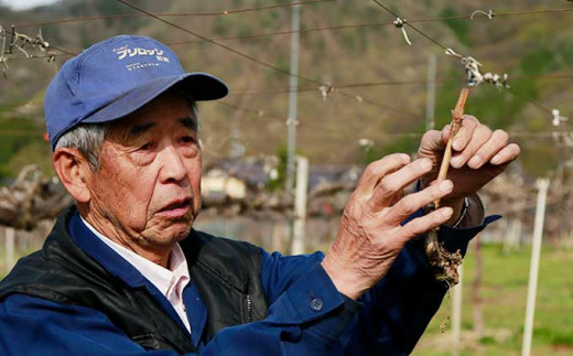 シャインマスカット 約1.1kg 2房 ［小布施屋］ フルーツ 果物 くだもの ぶどう 葡萄 ブドウ 数量限定 クール便配送 長野県産 産地直送 先行予約 送料無料 2026 2026年発送 令和8年産 【2026年9月下旬～10月上旬に発送】 約1.1kg (2房)  / 11,000円