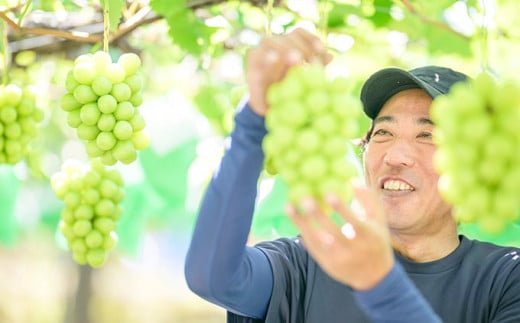 シャインマスカット 約2kg 3～4房 ［おぶせファーマーズ］ 果物 フルーツ ぶどう 葡萄 数量限定 先行予約 長野 信州 令和8年産 【2026年9月上旬～11月上旬発送】 約2kg（3～4房） / 20,000円