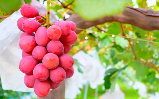 シャインマスカットと旬のぶどう 詰め合わせ 各1房 約900g［小布施屋］ 食べ比べ 果物 詰合せ セット フルーツ ぶどう 詰合せ 数量限定 長野県産 信州産 2種 くだもの フルーツセット おまかせ ブドウ  2026 先行予約 令和8年産 【2026年9月中旬～10月下旬発送】 ［A-229］